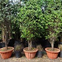 Decorative topiary garden